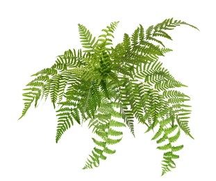Image of Beautiful tropical fern leaves on white background