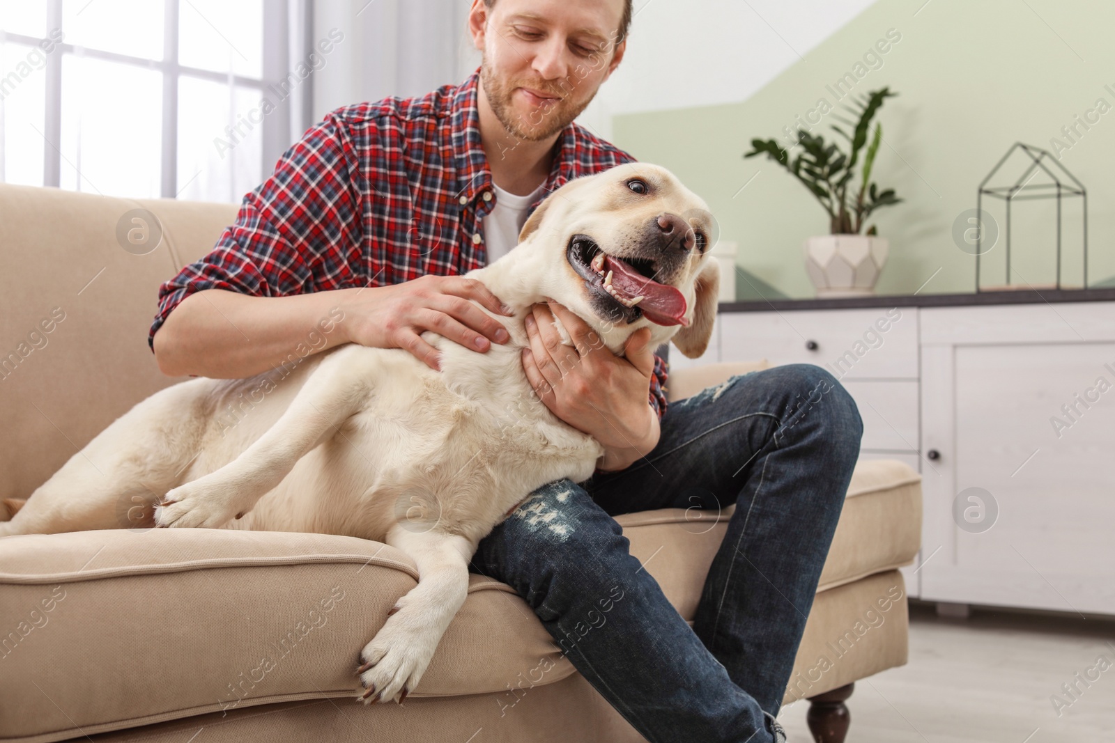 Photo of Adorable yellow labrador retriever with owner on couch indoors