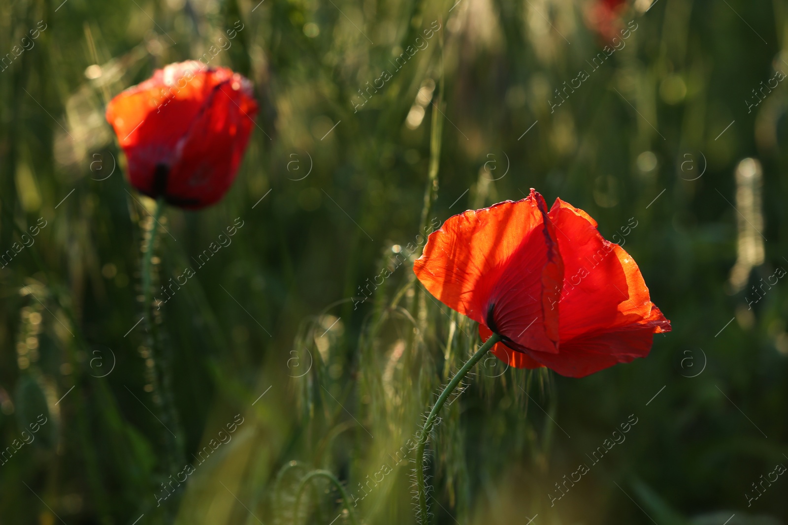 Photo of Beautiful blooming red poppy flowers in field, closeup
