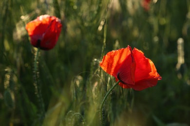 Beautiful blooming red poppy flowers in field, closeup