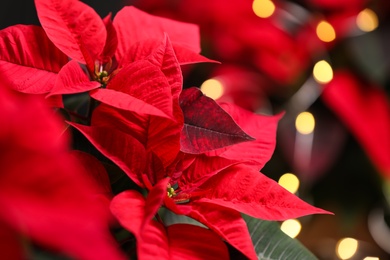 Photo of Red Poinsettia against blurred festive lights, closeup. Christmas traditional flower