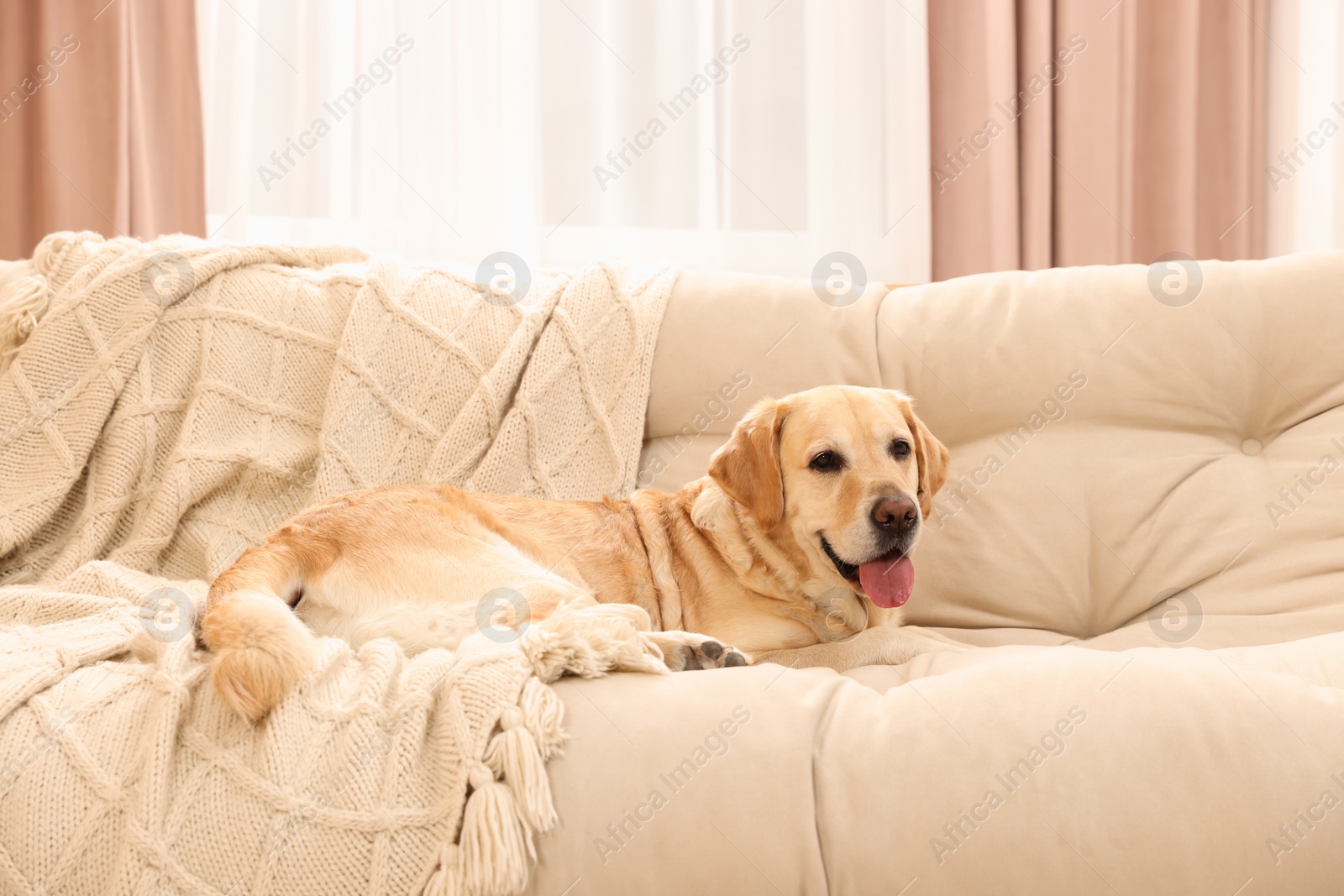 Photo of Cute Golden Labrador Retriever on couch in living room