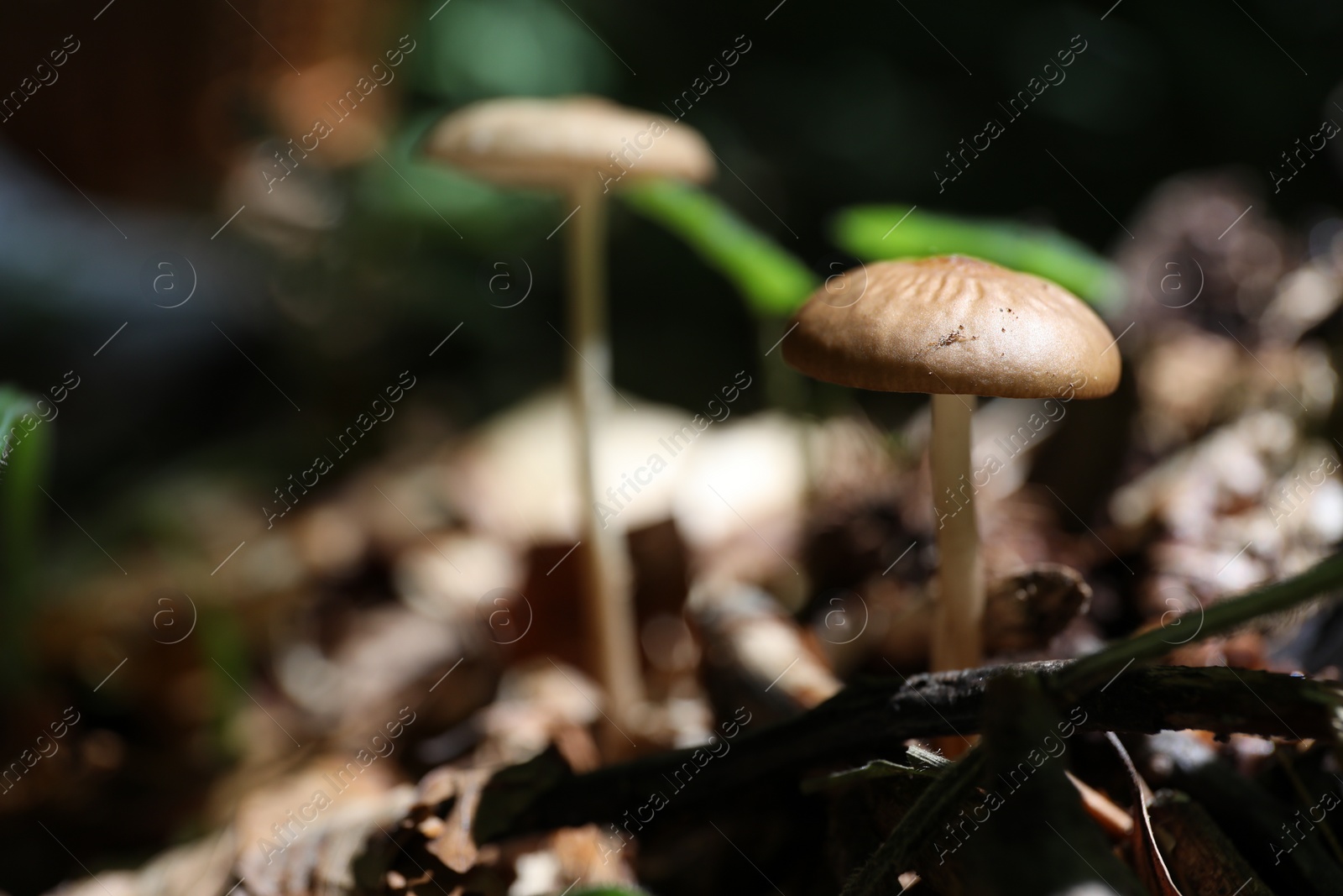 Photo of Mushrooms growing in forest, closeup. Space for text