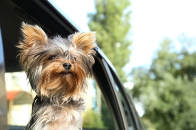Adorable Yorkshire terrier looking out of car window, space for text. Cute dog
