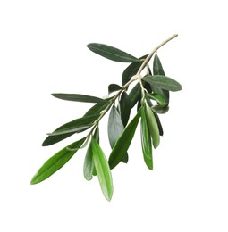 Photo of Olive twig with fresh green leaves on white background