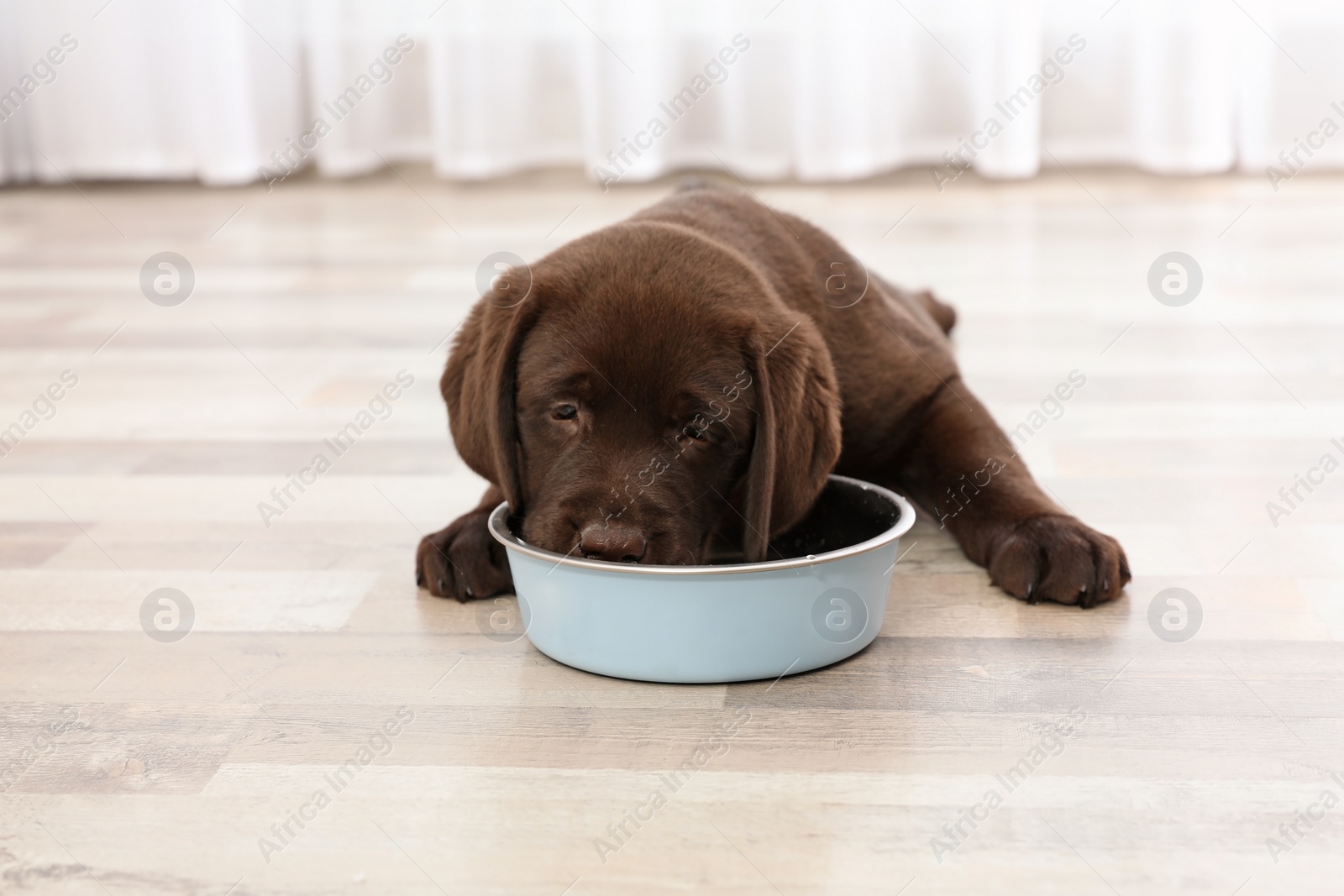 Photo of Chocolate Labrador Retriever puppy eating  food from bowl at home