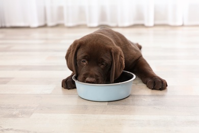 Chocolate Labrador Retriever puppy eating  food from bowl at home