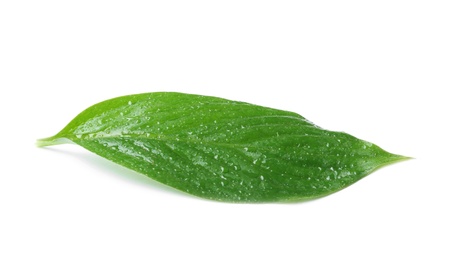 Photo of Green leaf with water drops isolated on white