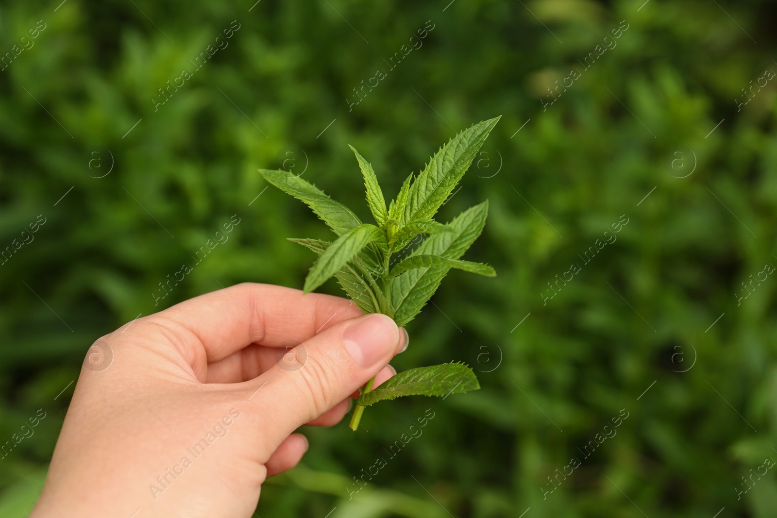 Photo of Woman holding fresh green mint outdoors, closeup