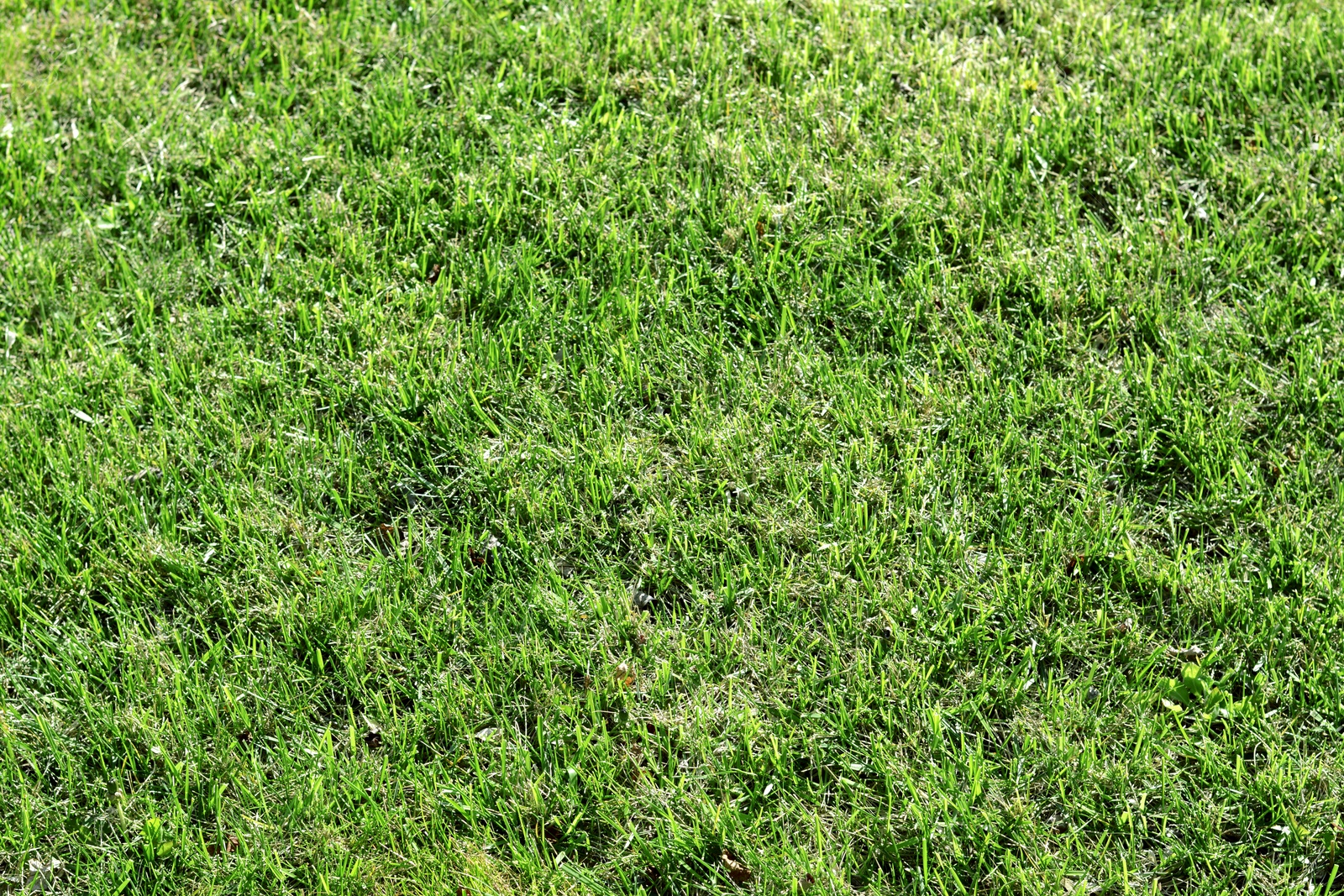 Photo of Beautiful green grass outdoors on sunny day as background