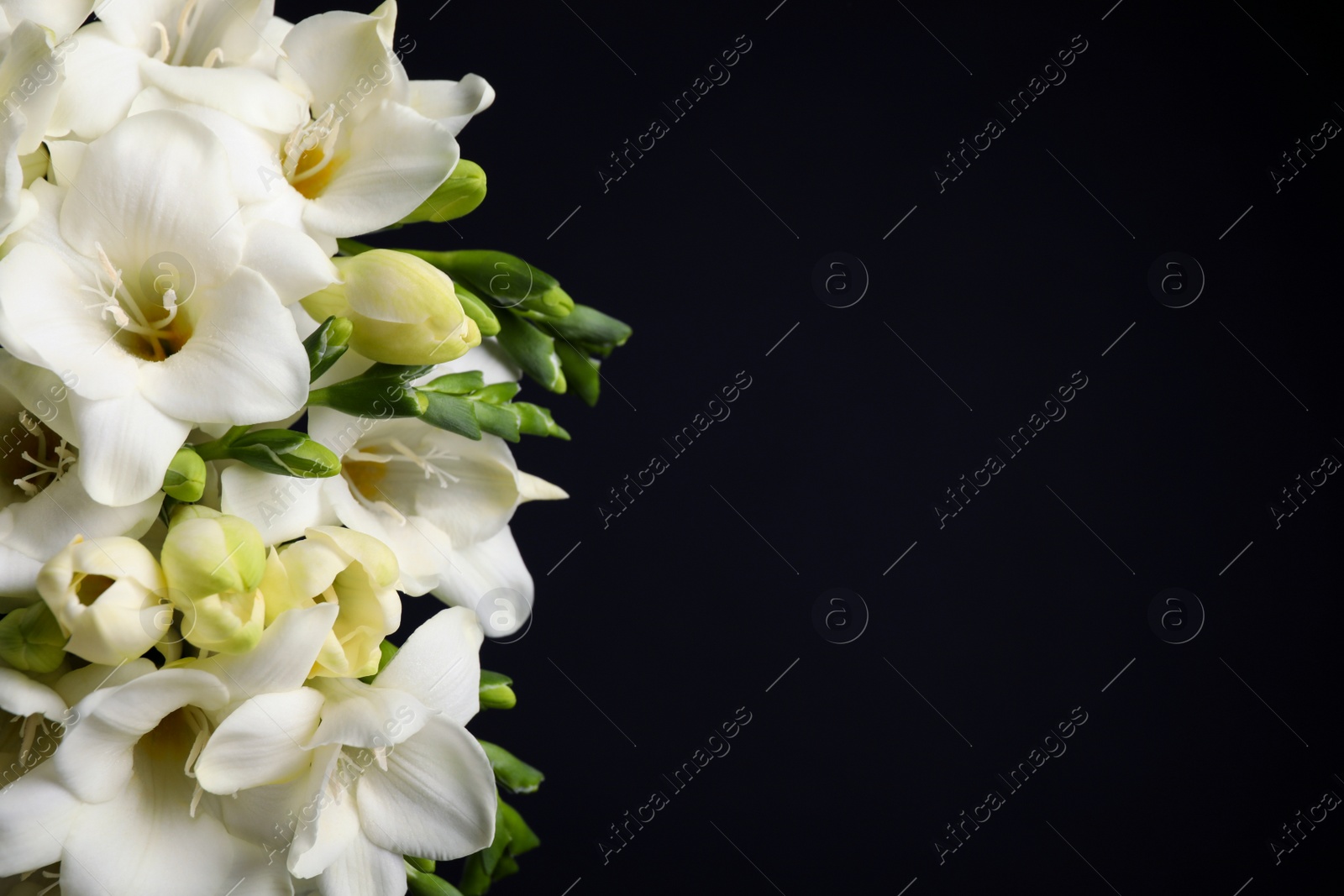 Photo of Beautiful freesia flowers on black background, closeup. Space for text