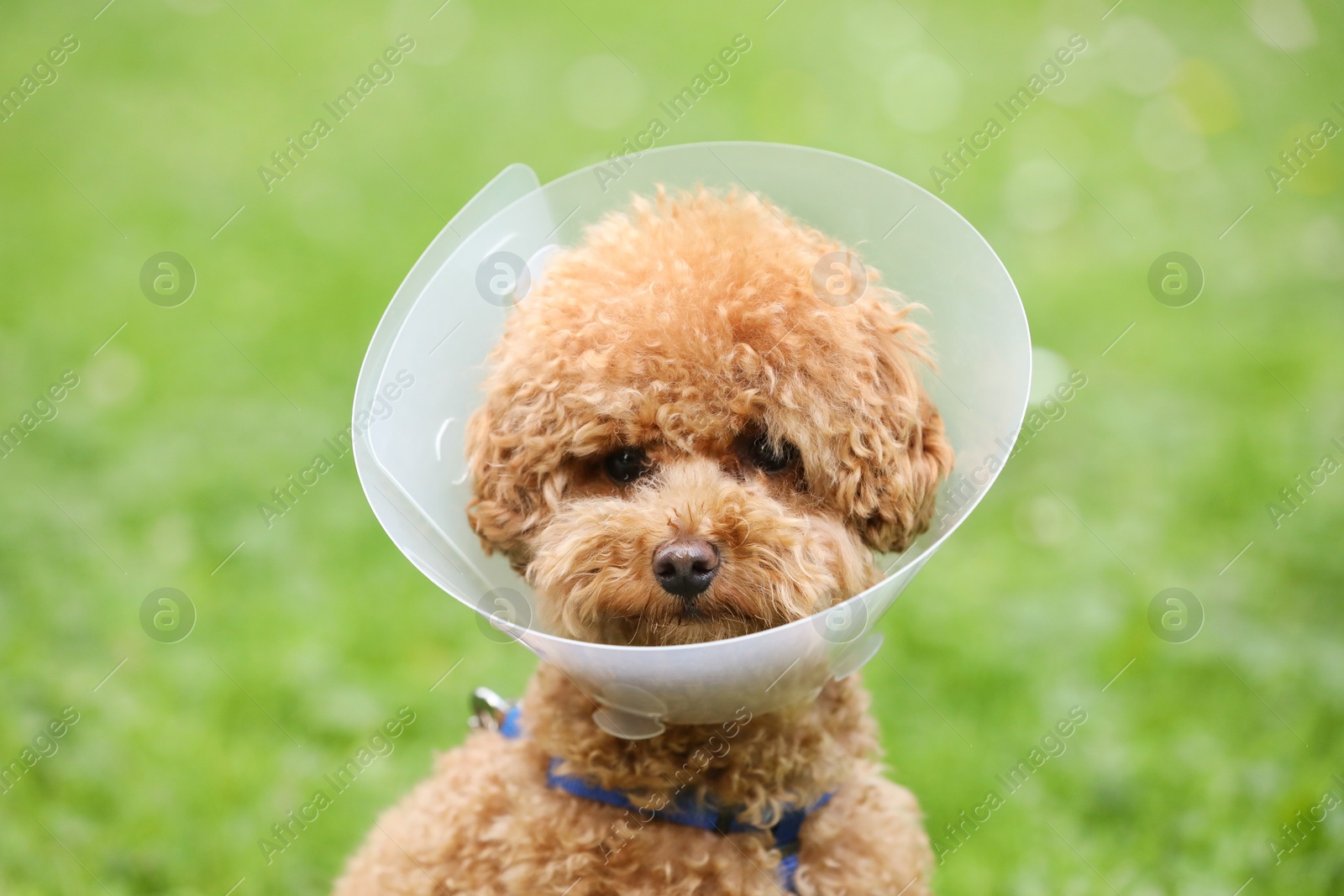 Photo of Cute Maltipoo dog wearing Elizabethan collar outdoors, closeup