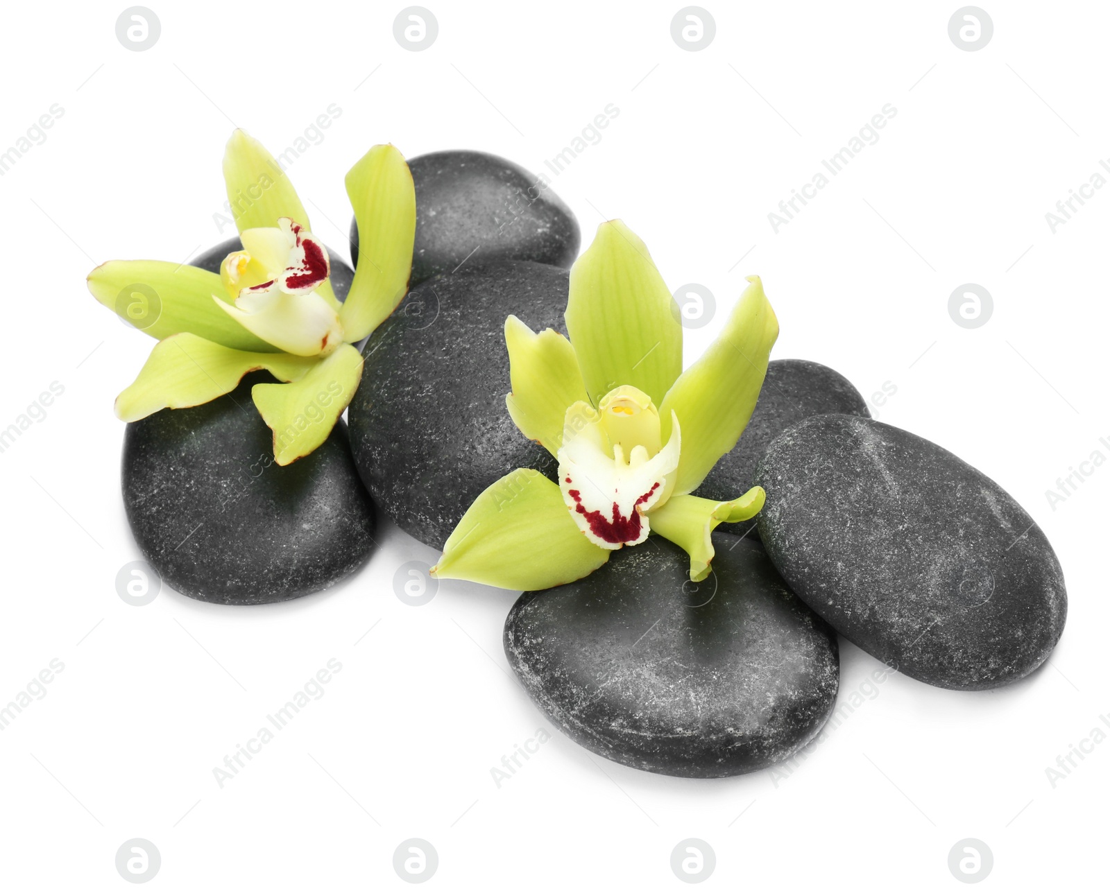 Photo of Beautiful orchid flowers with spa stones on white background