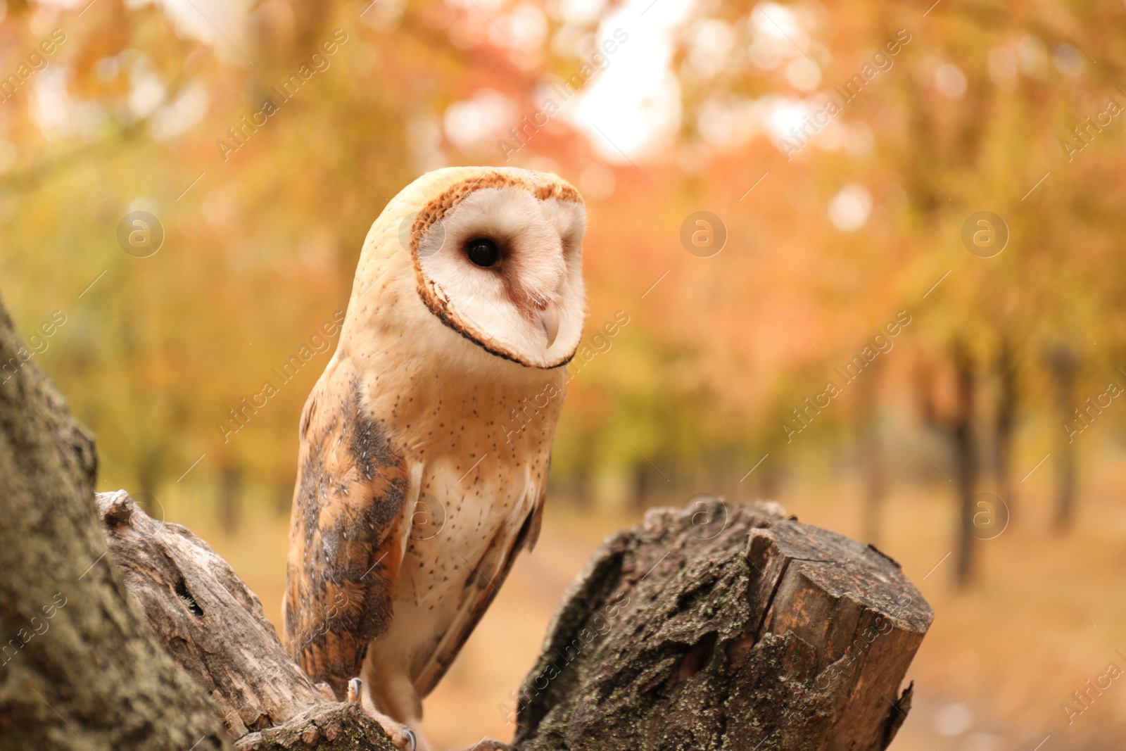 Photo of Beautiful common barn owl on tree outdoors