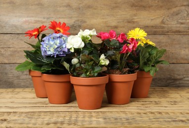 Photo of Different beautiful blooming plants in flower pots on wooden table