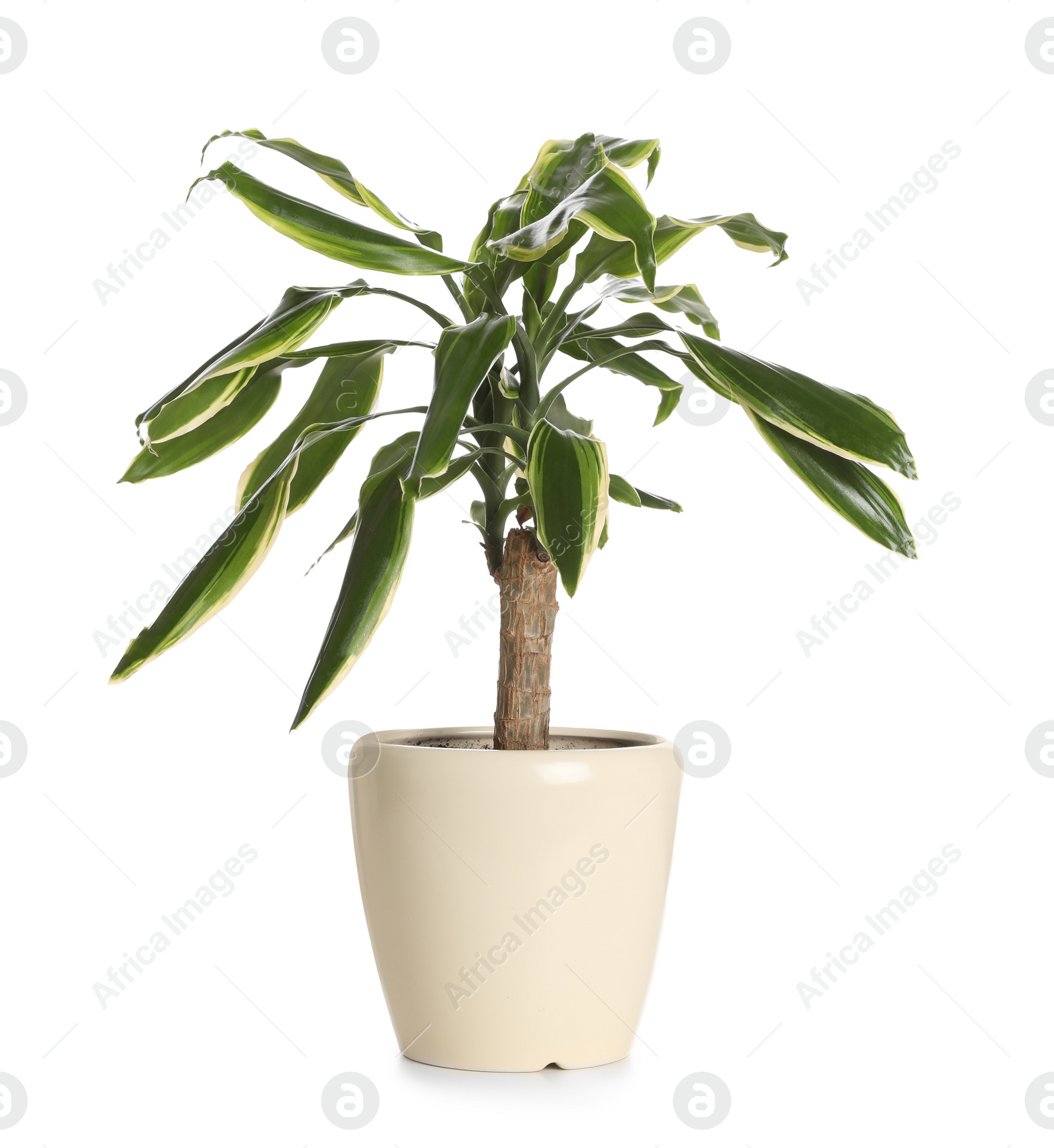 Photo of Pot with Dracaena plant isolated on white. Home decor