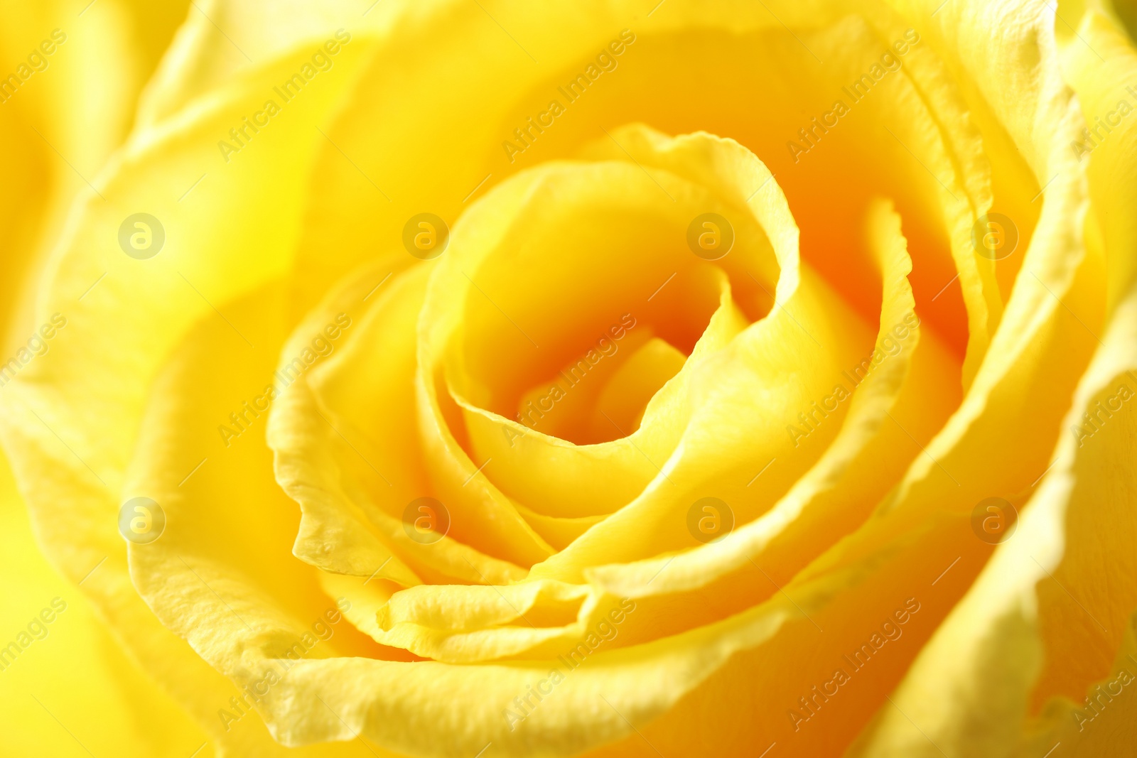 Photo of Beautiful rose with yellow petals as background, macro view