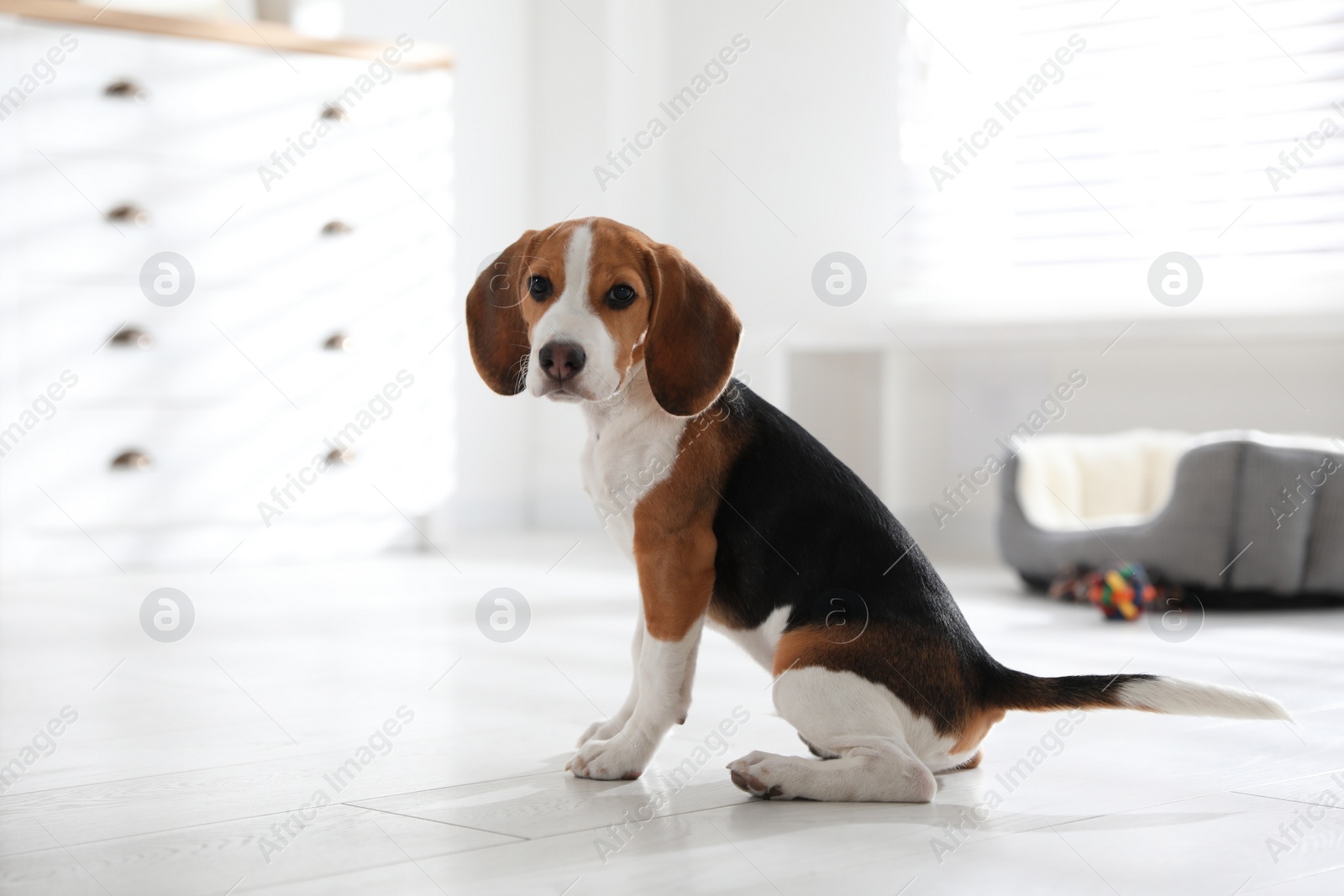 Photo of Cute Beagle puppy at home. Adorable pet