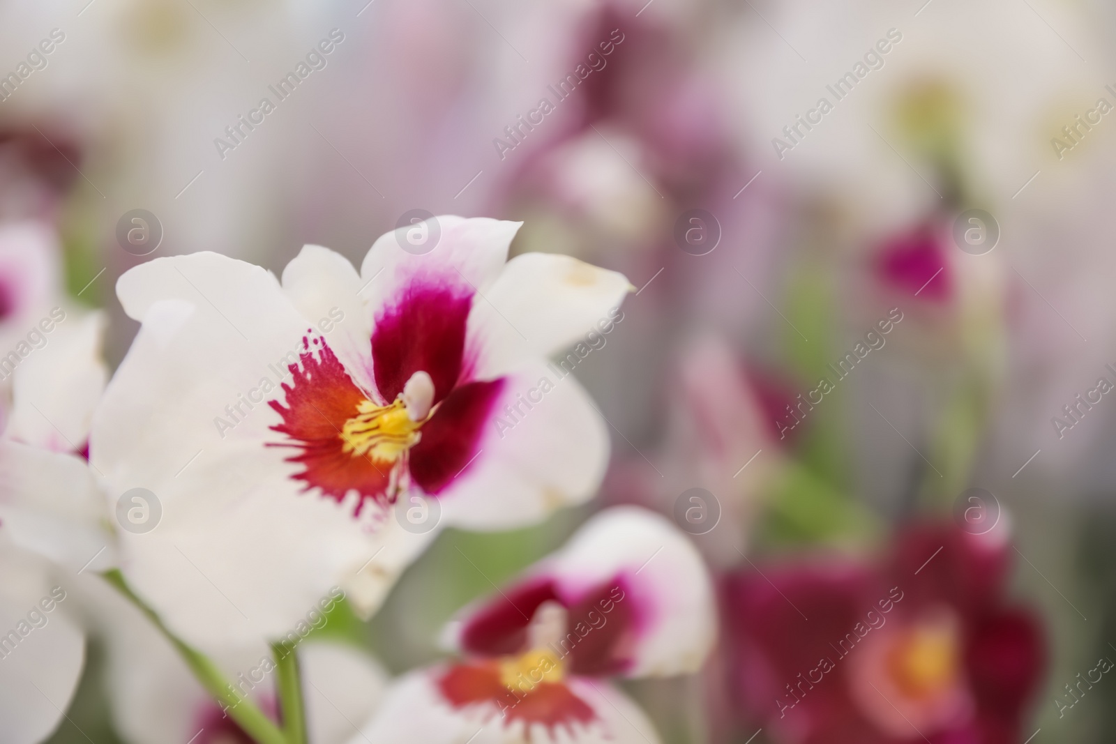 Photo of Beautiful blooming tropical orchid on blurred background, closeup. Space for text