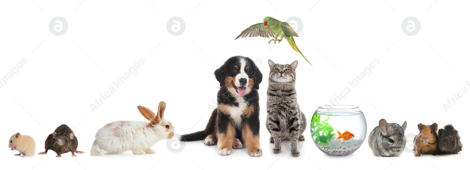 Image of Group of different domestic animals on white background, collage