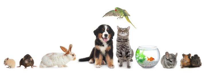 Group of different domestic animals on white background, collage