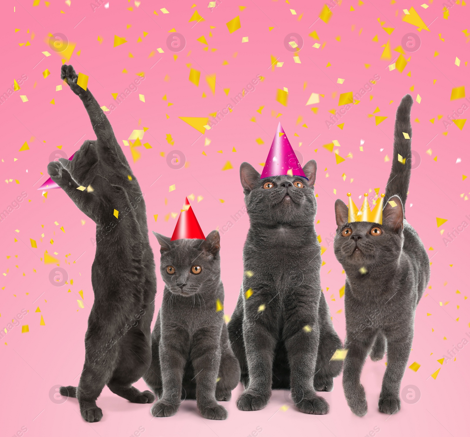 Image of Adorable cats with party hats on pink background