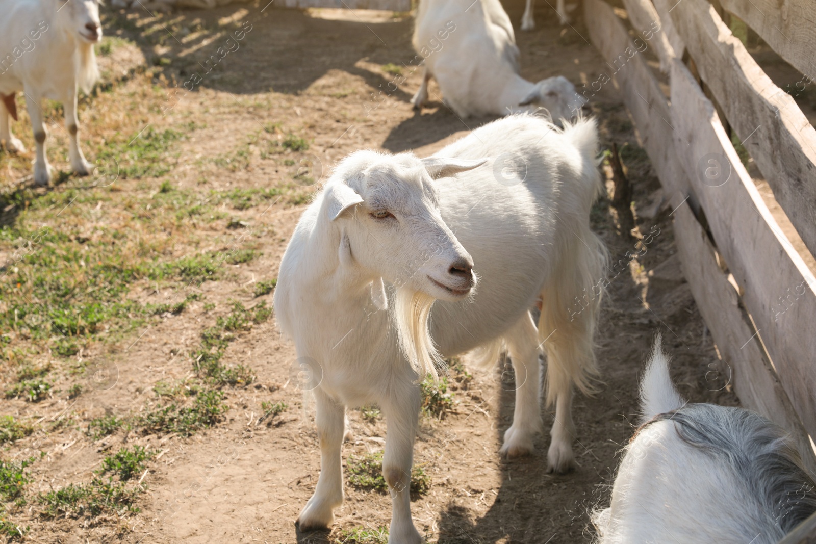 Photo of Cute domestic goats on farm. Animal husbandry