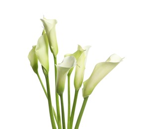 Photo of Beautiful calla lily flowers on white background