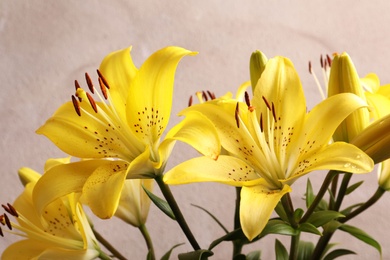 Photo of Beautiful blooming lily flowers on color background