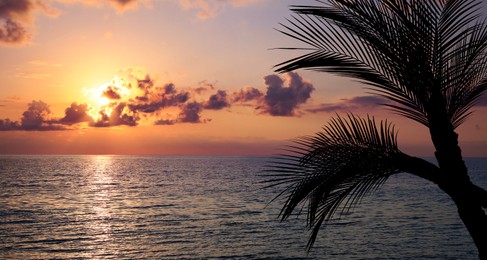 Image of Picturesque view of sea and palm trees at sunset