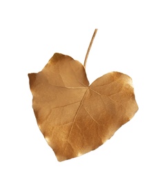 Photo of Gold painted autumn leaf isolated on white