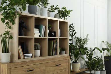 Photo of Wooden shelving unit, books and many potted houseplants indoors