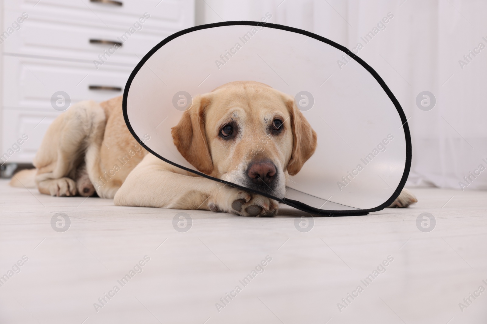 Photo of Sad Labrador Retriever with protective cone collar lying on floor in room