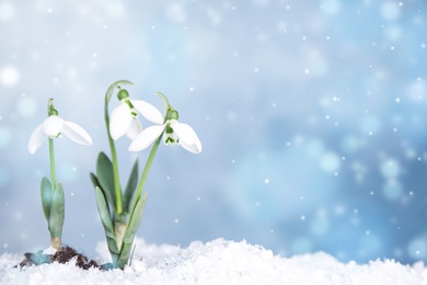 Image of Beautiful snowdrops growing through snow, space for text. First spring flowers
