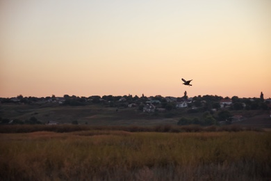 Photo of Beautiful view of field and bird. Early morning landscape