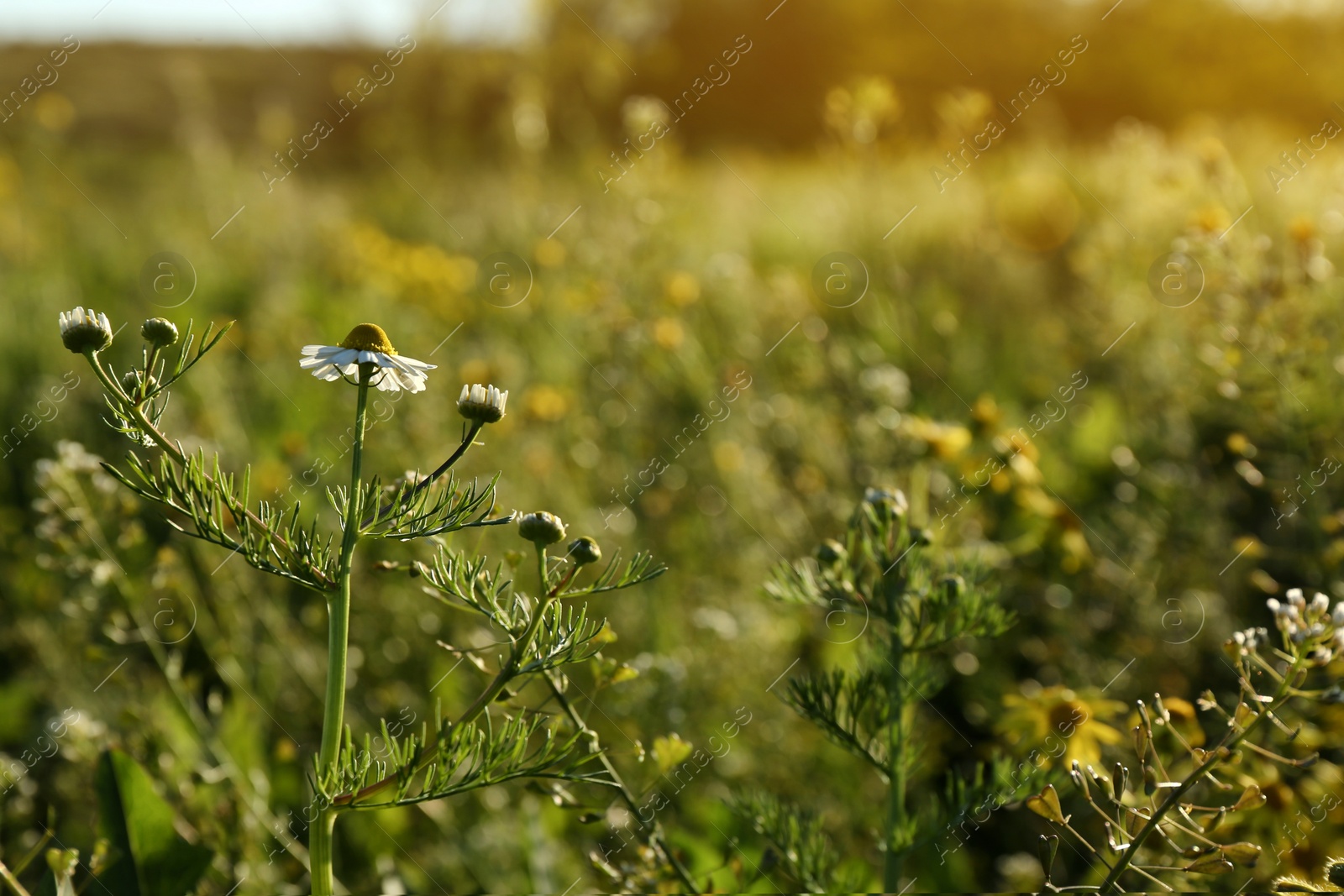 Photo of Beautiful flowers growing in meadow on sunny day, space for text