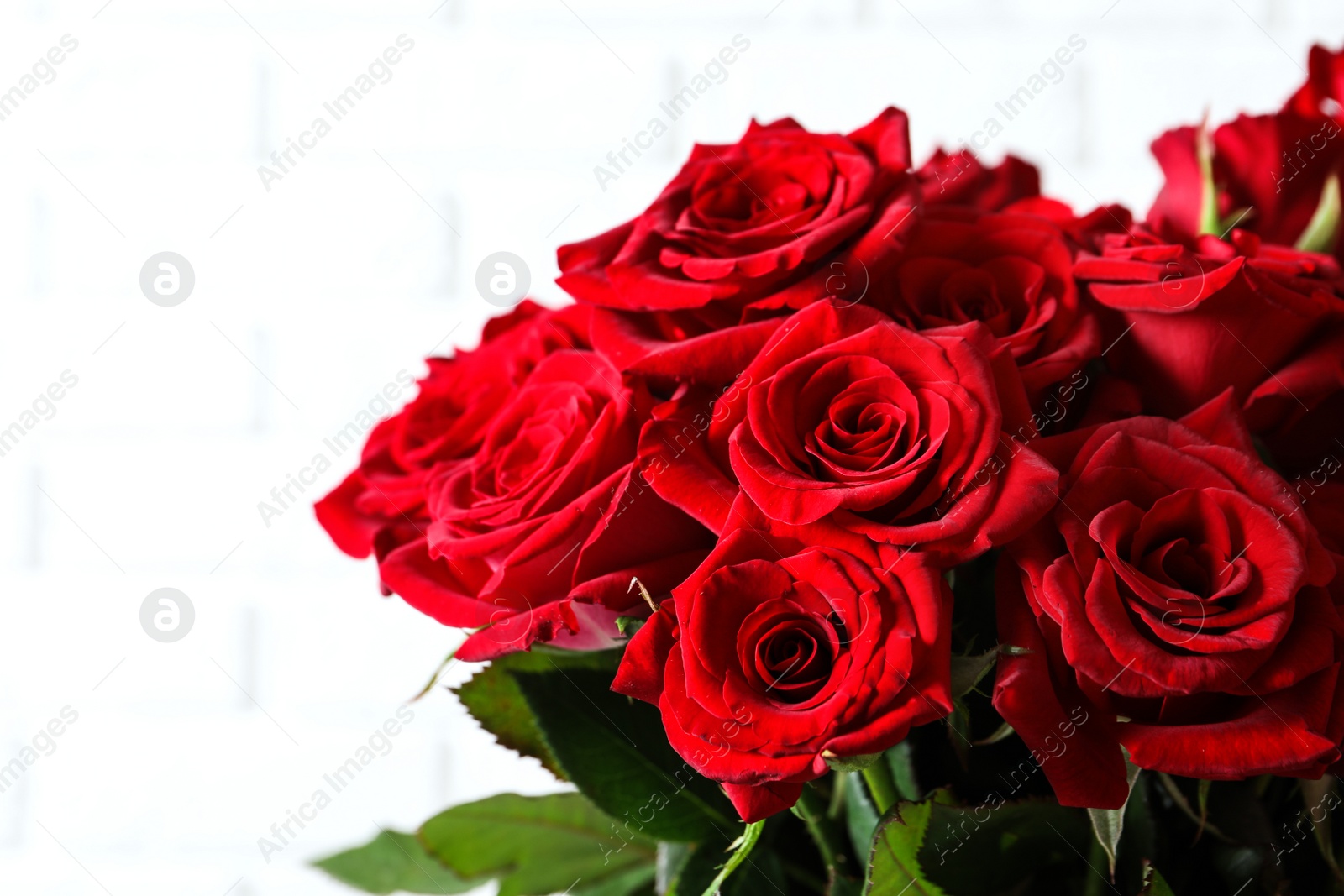 Photo of Beautiful red rose flowers on light background