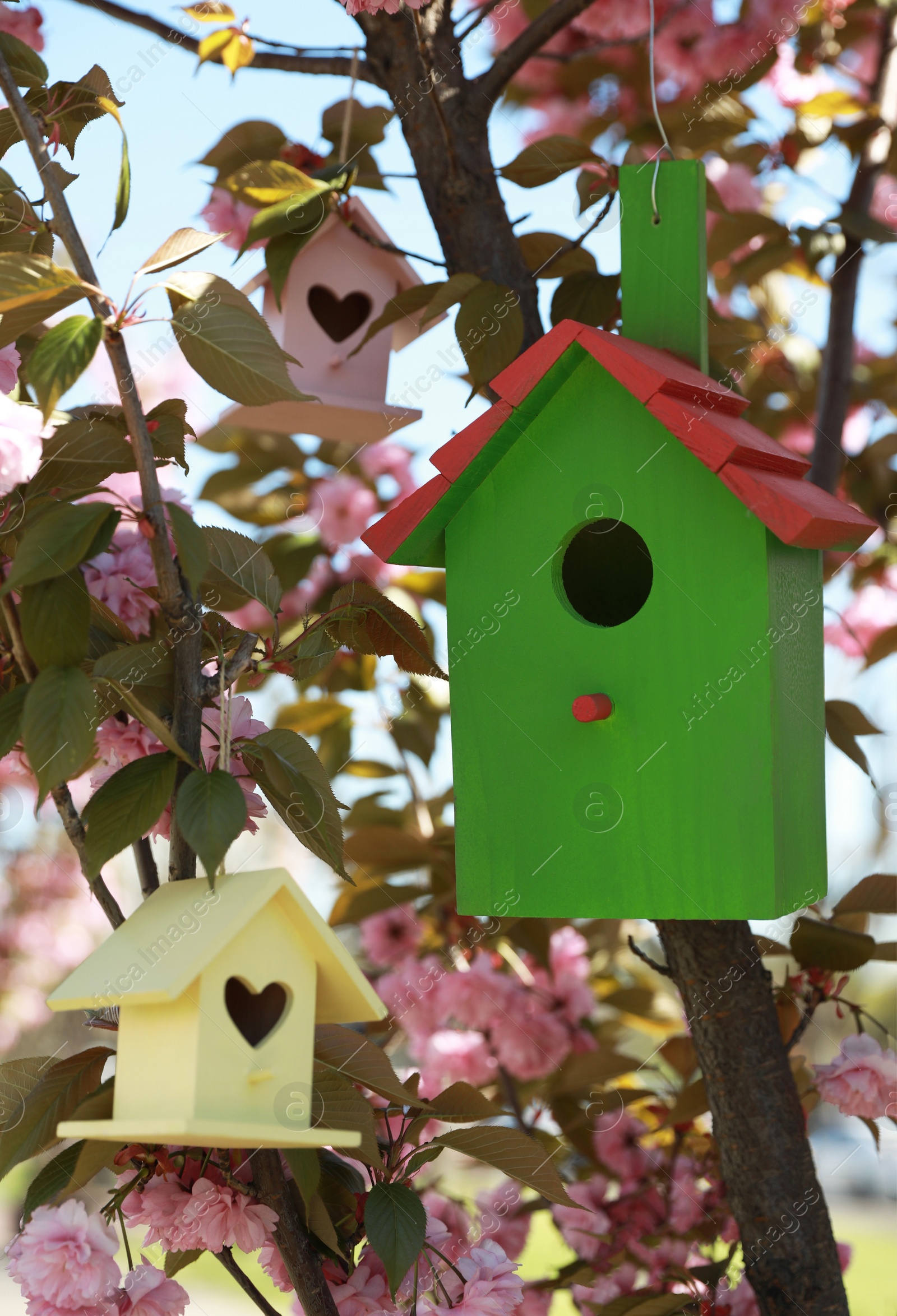Photo of Bird houses hanging on tree branches outdoors