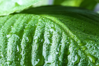 Photo of View of water drops on green leaf, closeup