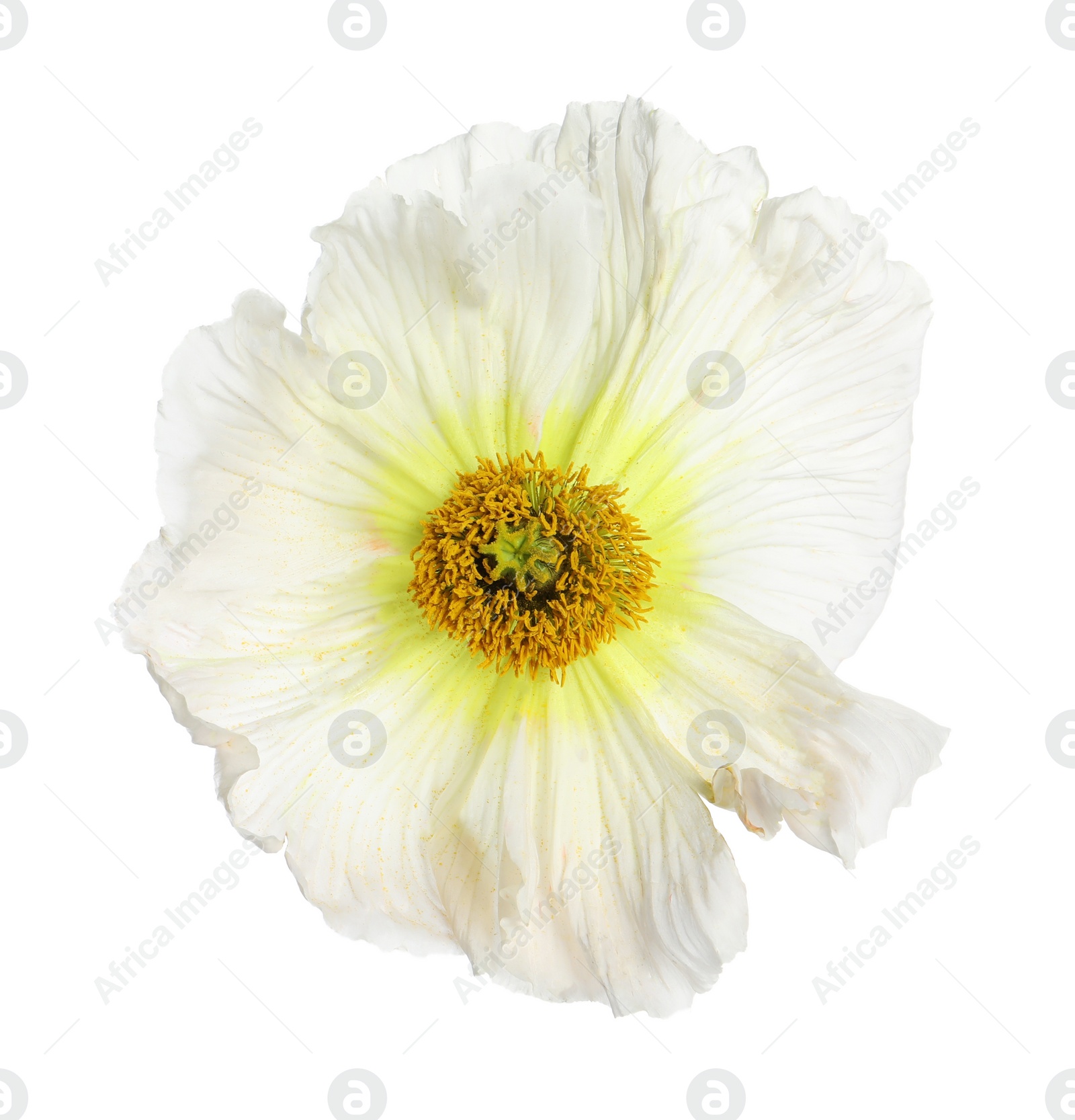 Photo of Beautiful poppy flower with tender petals isolated on white