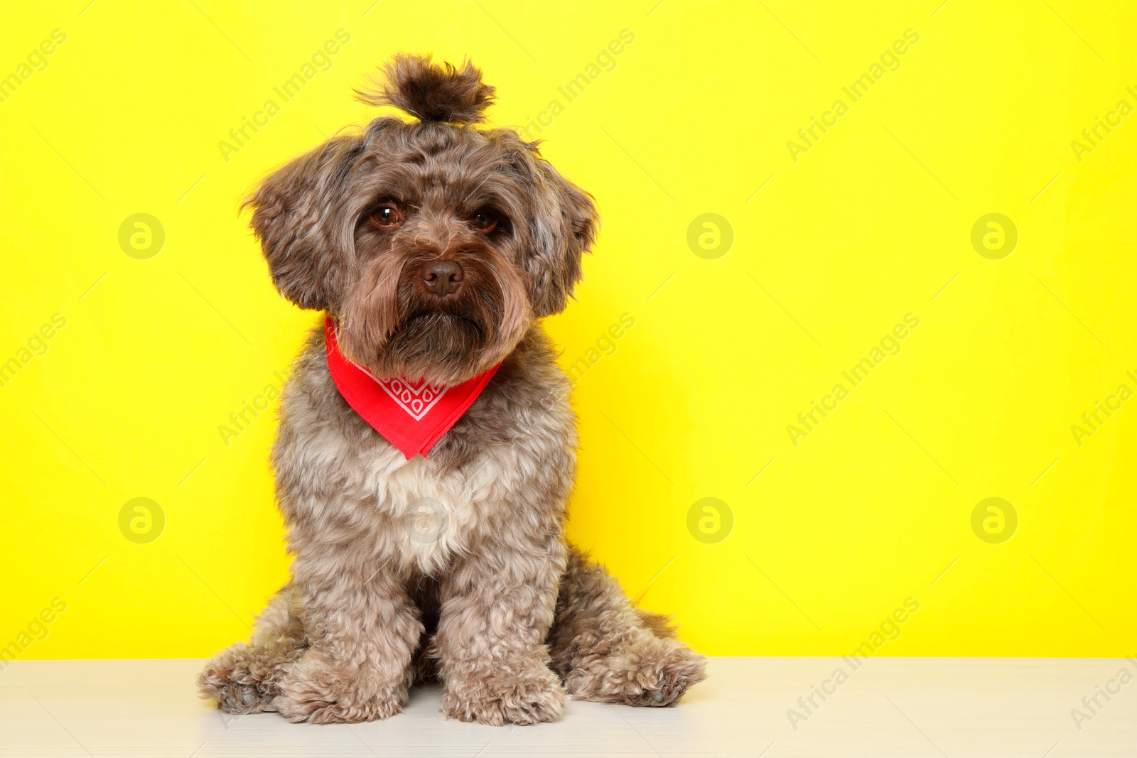 Photo of Cute Maltipoo dog on white table against yellow background, space for text. Lovely pet