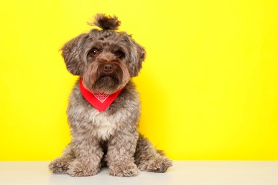 Photo of Cute Maltipoo dog on white table against yellow background, space for text. Lovely pet