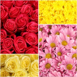 Image of Collage with photos of beautiful fresh flowers 