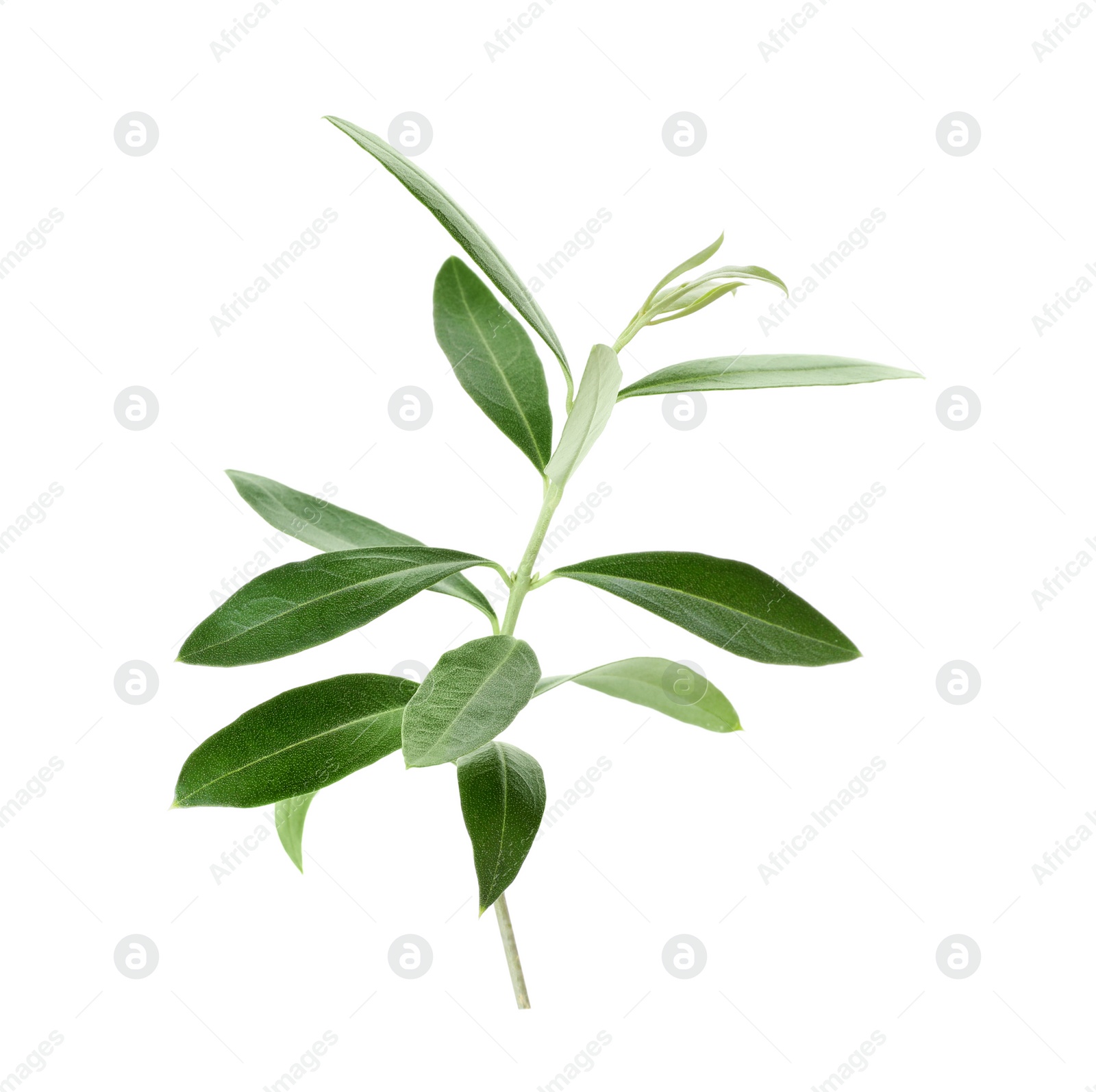 Photo of Twig with fresh green olive leaves on white background