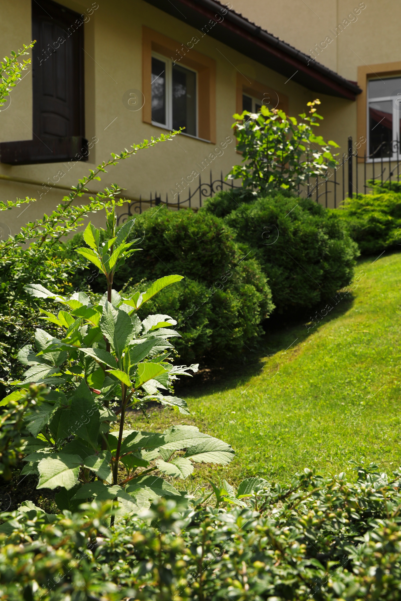 Photo of Different plants growing in backyard. Gardening and landscaping