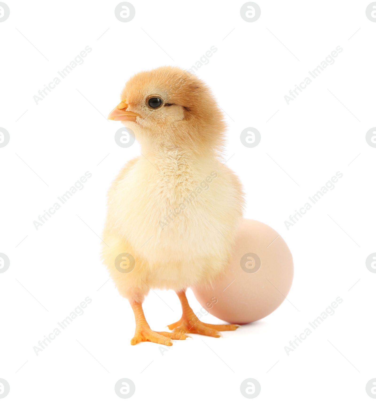 Photo of Cute chick and egg isolated on white. Baby animal