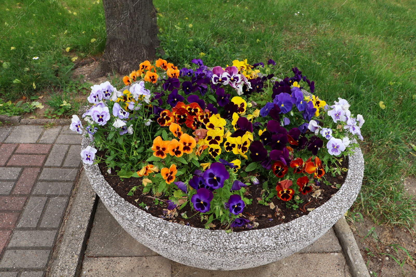 Photo of Stone plant pot with beautiful colorful pansies outdoors. Gardening and landscaping