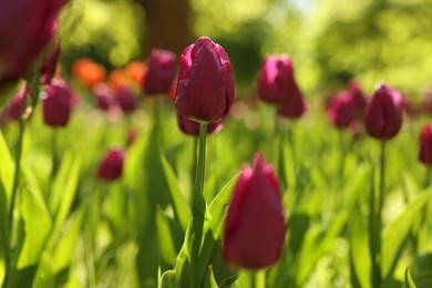 Beautiful purple tulips growing outdoors on sunny day, closeup