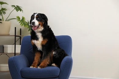 Funny Bernese mountain dog on armchair indoors
