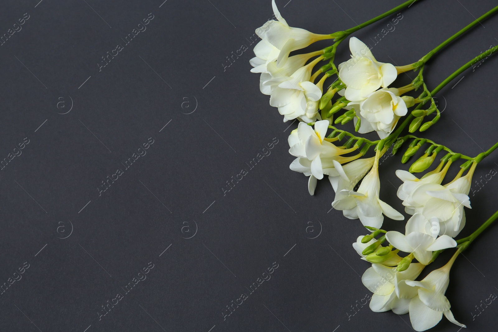 Photo of Beautiful freesia flowers on dark background